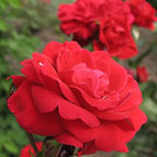 Роза красная Нина Вейбул для озеленения цветника