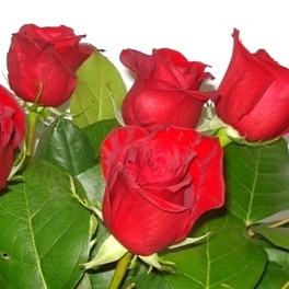 № 16 Букет из 9 роз с зеленью, 850 руб. На выбор также белые, розовые, желтые или оранжевые розы.