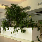 The care of plants in the office Finpro Trade Center at the General konulstve Finland